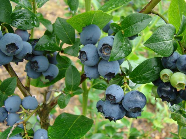 Plantulas del arandano azul, plantas sin semillas del Ecuador