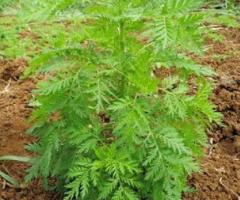Artemisia annua, plantas antiinflamatorias, plantas medicinales ancestrales