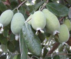 Venta de arboles frutales, planta de feijoa, vivero plantas Ecuador