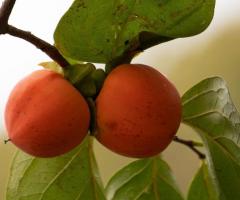 Planta de la fruta persimon, la fruta del caqui, la fruta de kaki
