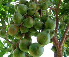 Nuez de macadamia planta, arboles para jardin