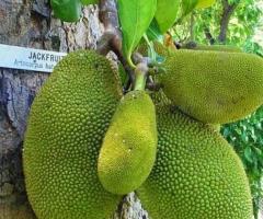 Planta de jackfruit, yaca gigante, yaca cultivo