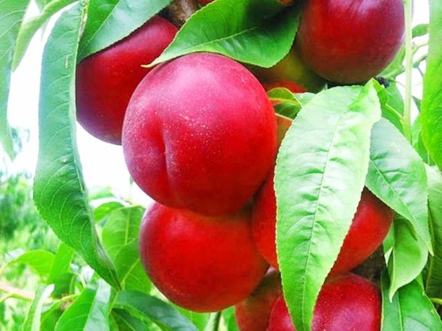 Arbol de nectarina, nectarina roja