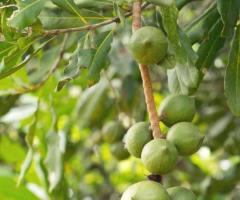 Macadamia arbol, planta de nuez de macadamia arbol
