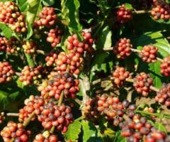 Planta de cafe en maceta, cultivar cafe, la planta de cafe
