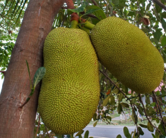 La planta de yaca, comprar arbol jackfruit, comprar frutales tropicales